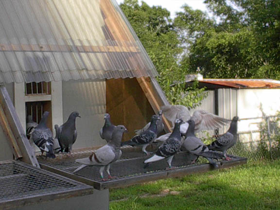 Round 1 young birds getting used to the outdoors